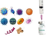 اگر دوز گارداسیل دیر زده شود چه اتفاقی می افتد؟
