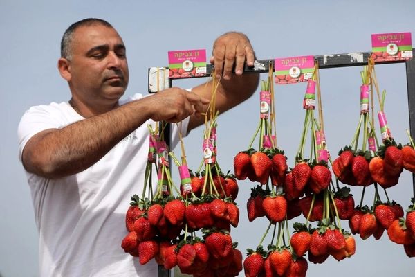 توت فرنگی های درشت موجود در بازار سمی است؟