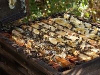 بررسی کامل علت فرار ملکه از کندو برای زنبورداران
