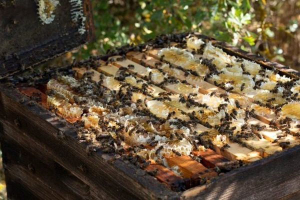 بررسی کامل علت فرار ملکه از کندو برای زنبورداران
