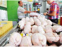 مرغ از سفره های مردم پرکشید | قیمت واقعی مرغ در بازار امروز کیلویی چند؟