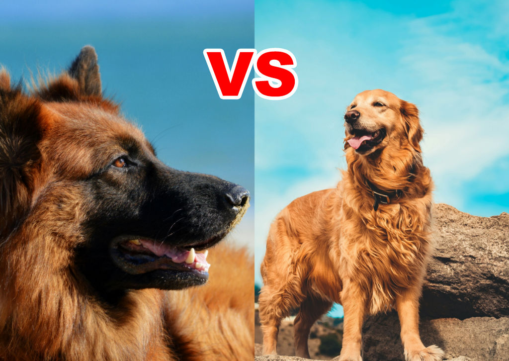 مقایسه گلدن رتریور و ژرمن شپرد