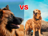 مقایسه گلدن رتریور و ژرمن شپرد