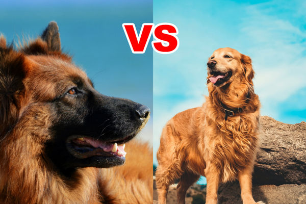 مقایسه گلدن رتریور و ژرمن شپرد