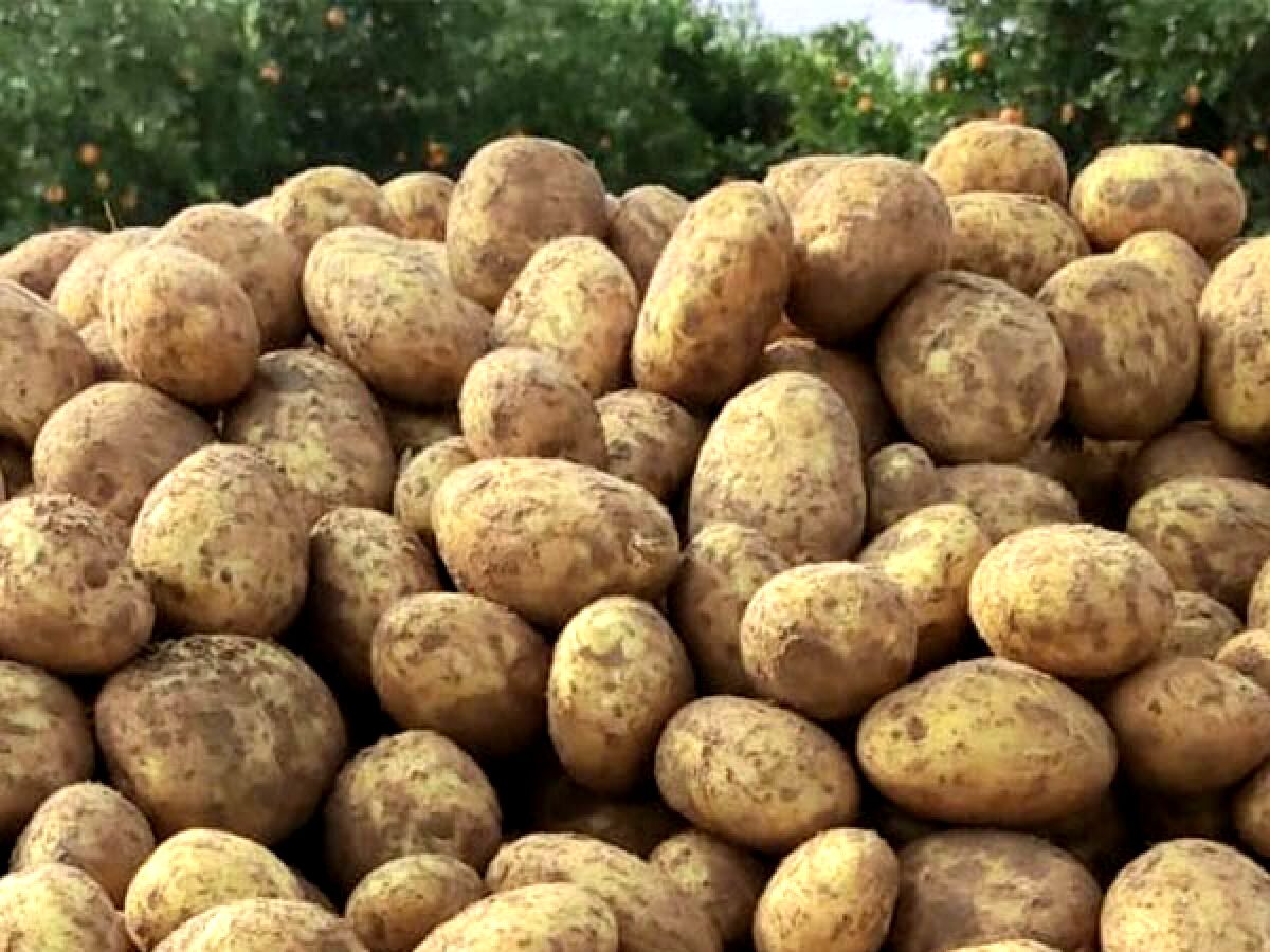 سیب زمینی باران در میادین میوه و تره بار