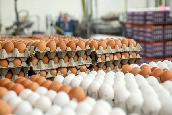 ارزانی قیمت تخم مرغ امروز + نرخ جدید