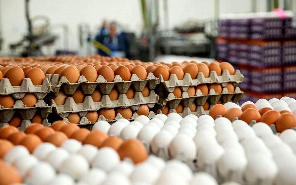 ارزانی قیمت تخم مرغ امروز + نرخ جدید